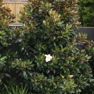 Magnolia grandiflora 'Little Gem' - Magnolia